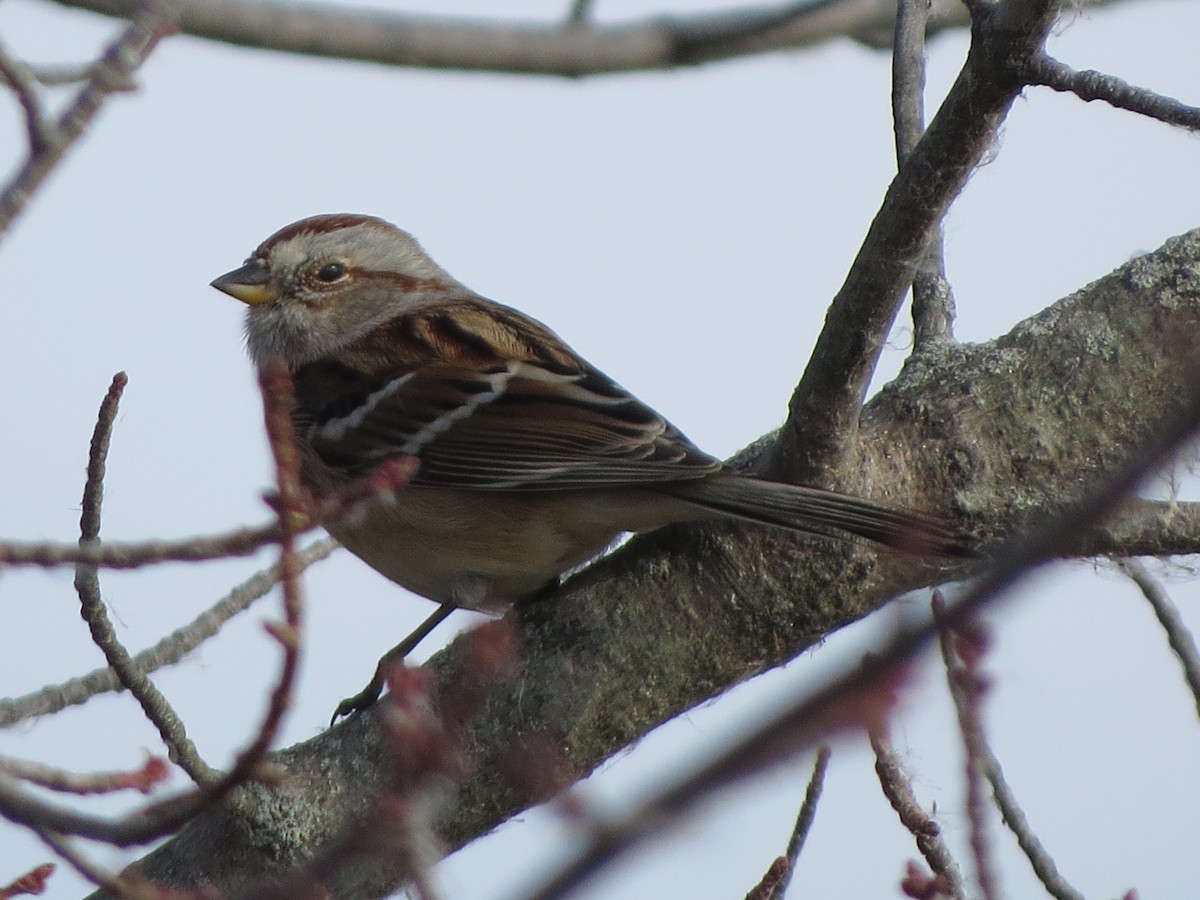 Пасовник північний - ML646086675