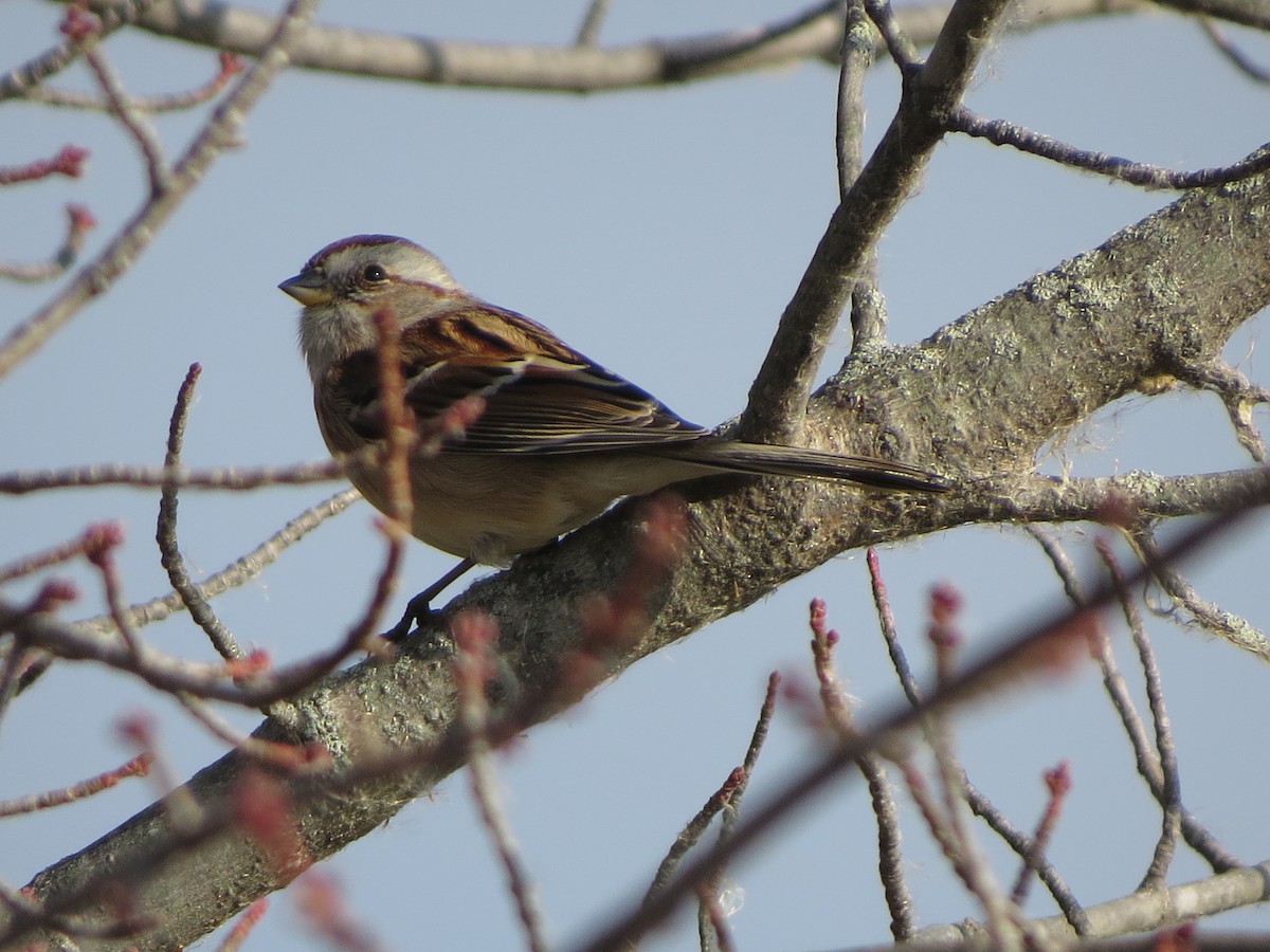 Пасовник північний - ML646086676