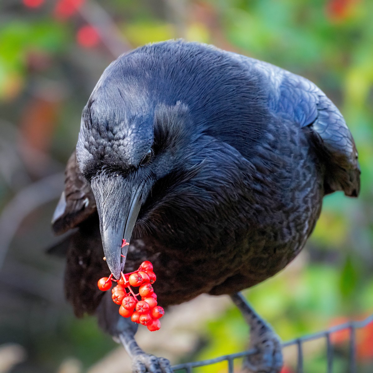 Erroi handia - ML646086677