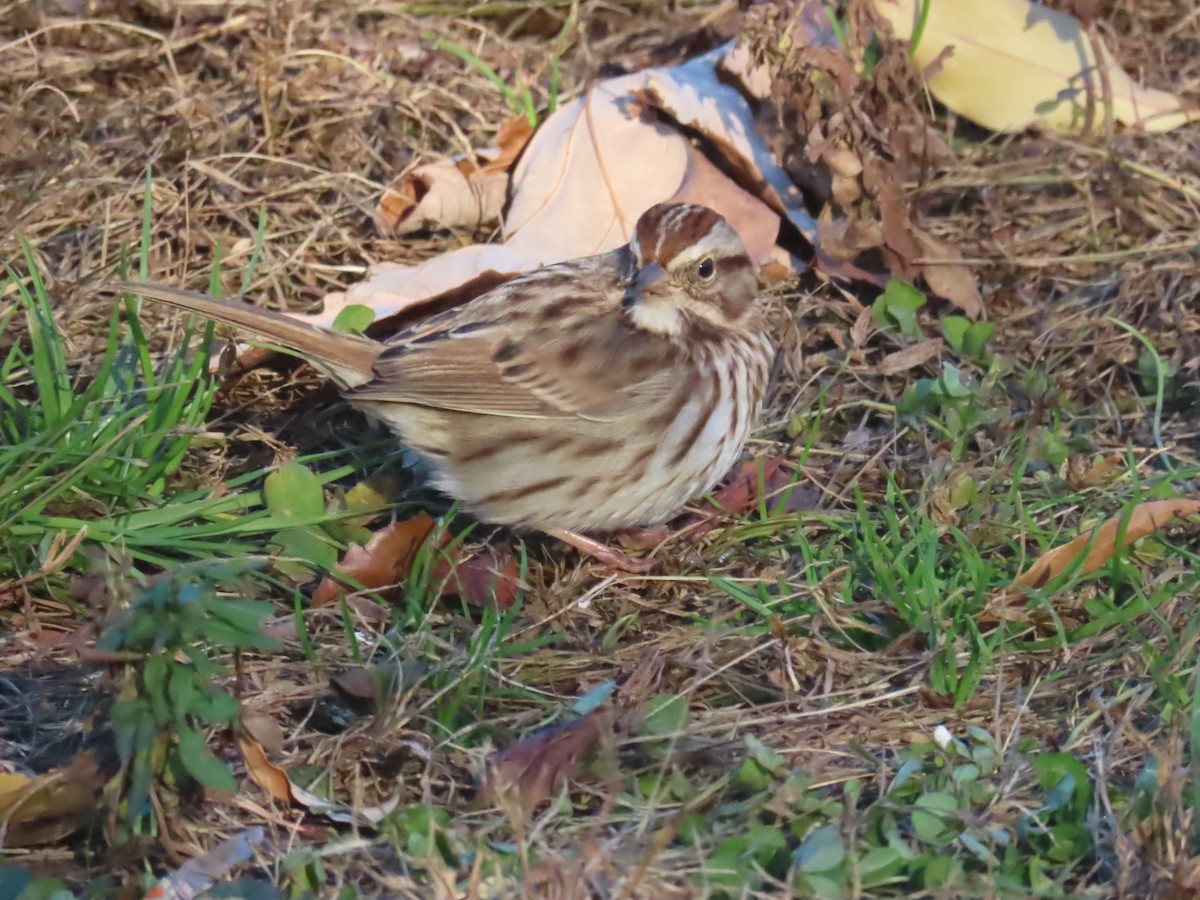 Song Sparrow - ML646086688