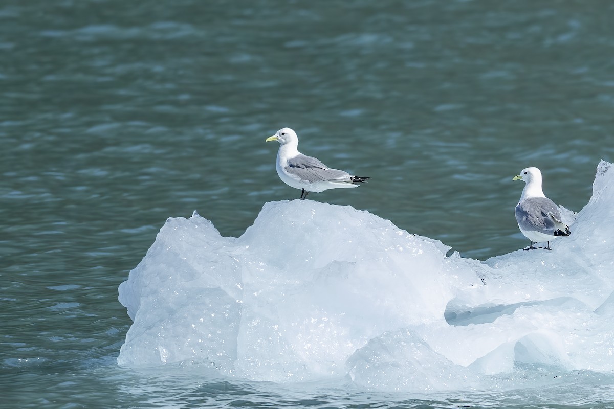 Моевка - ML646086694