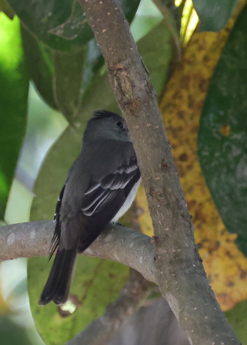 Pibí Oriental - ML646086696