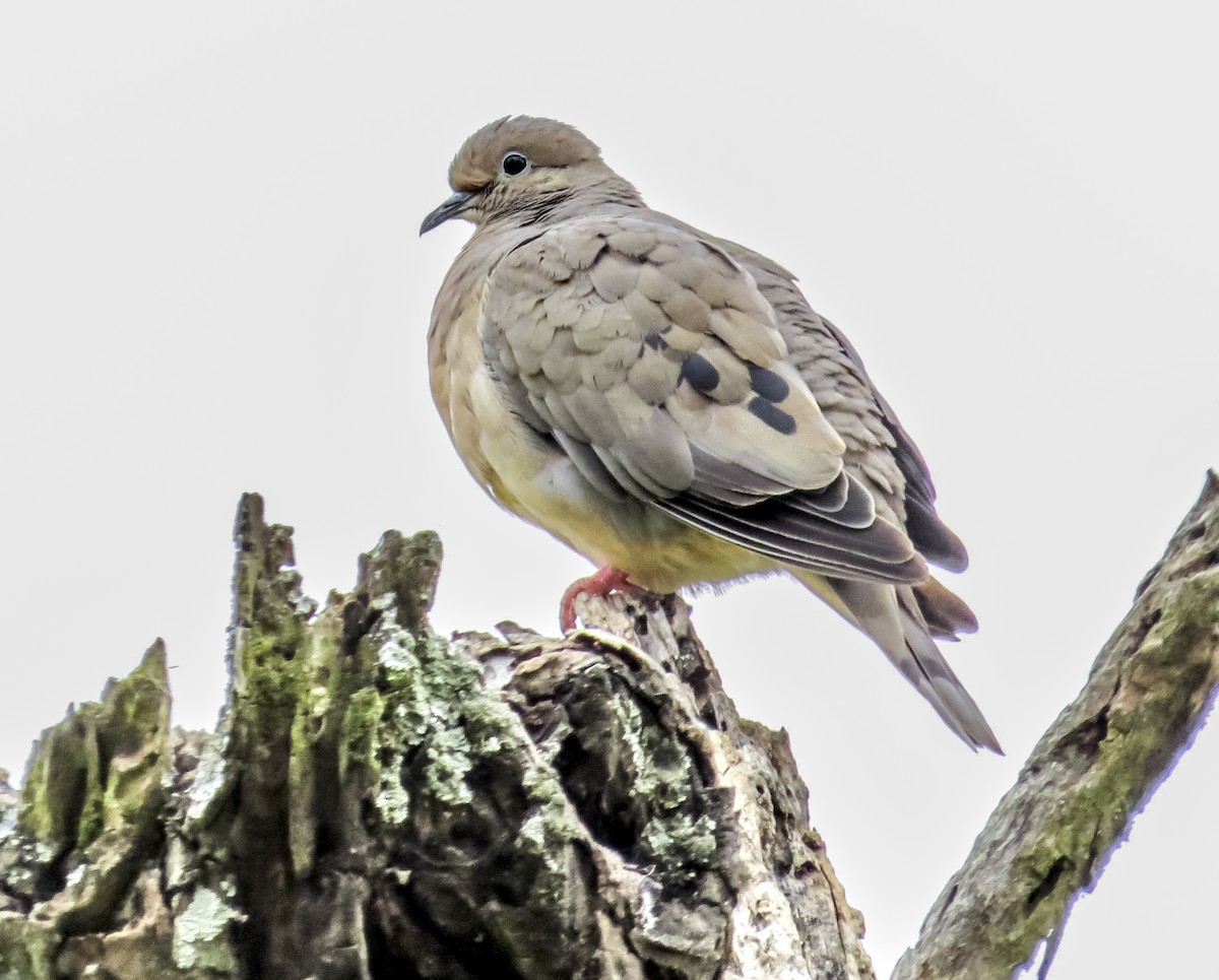 Eared Dove - ML646086697