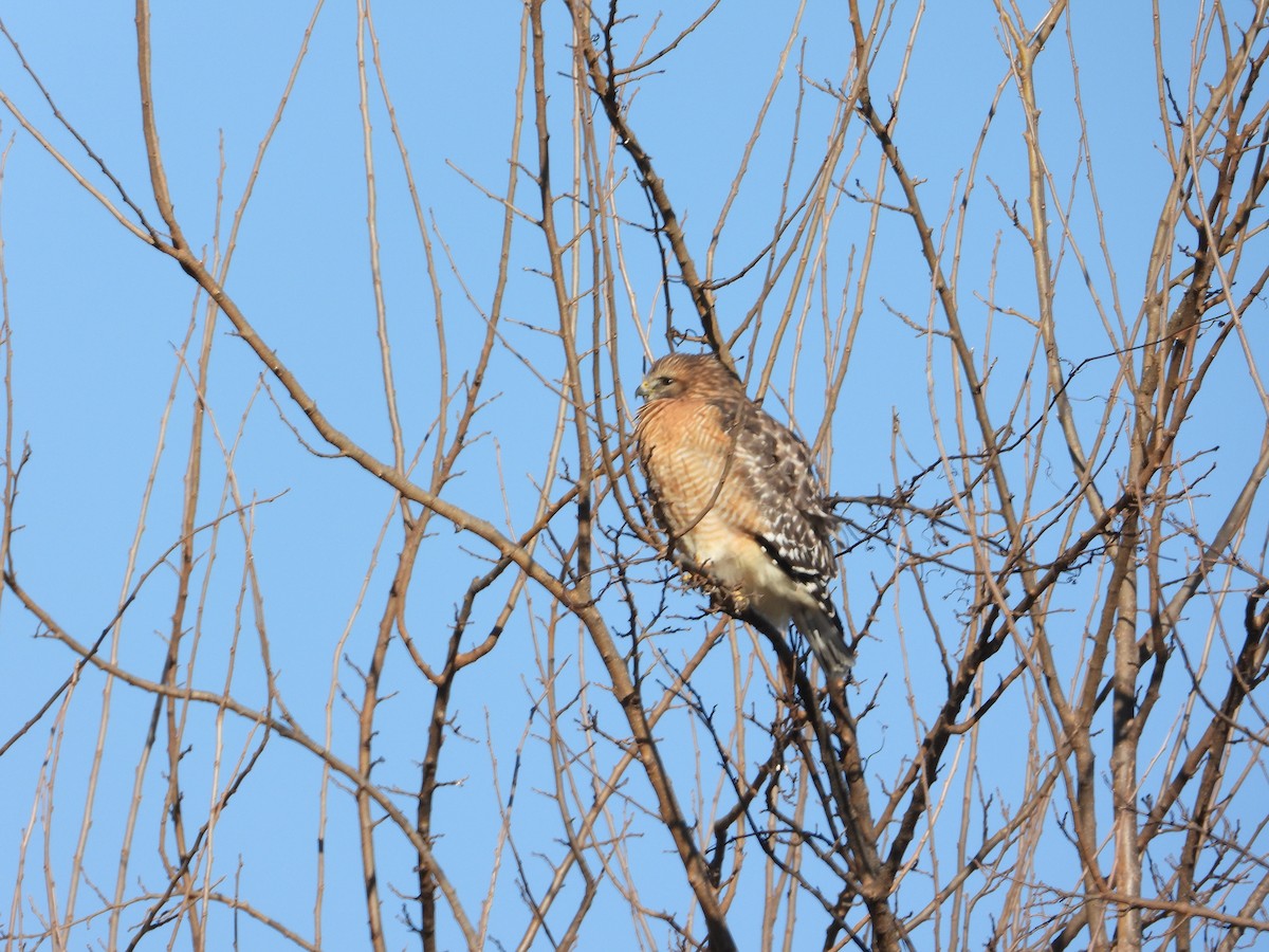 Red-shouldered Hawk - ML646086698