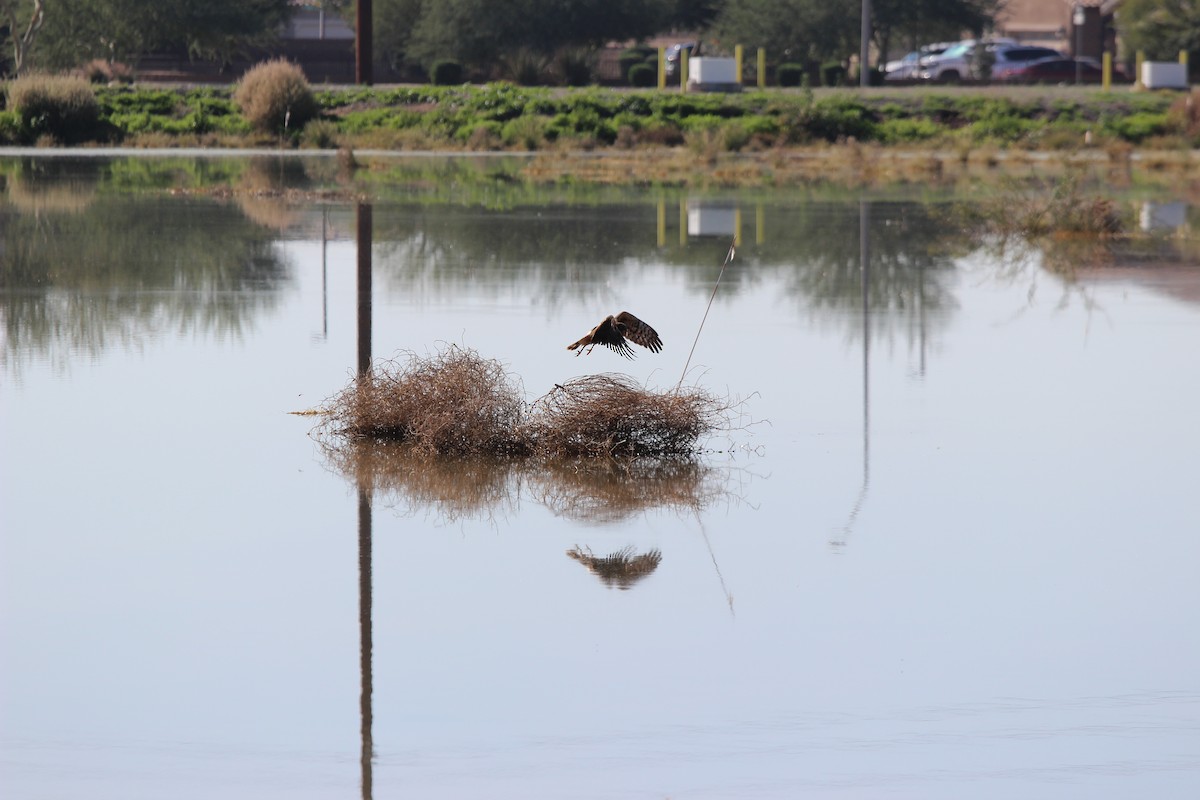 moták severoamerický - ML646086701