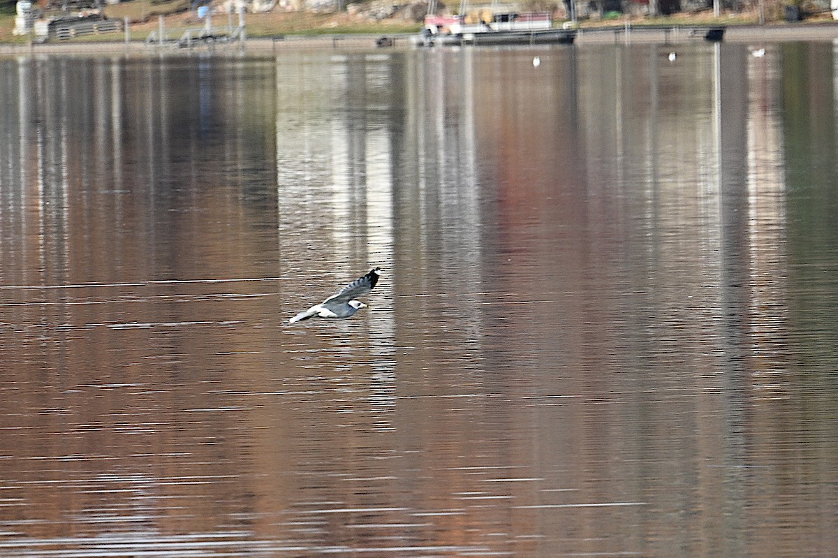 Мартин делаверський - ML646086702