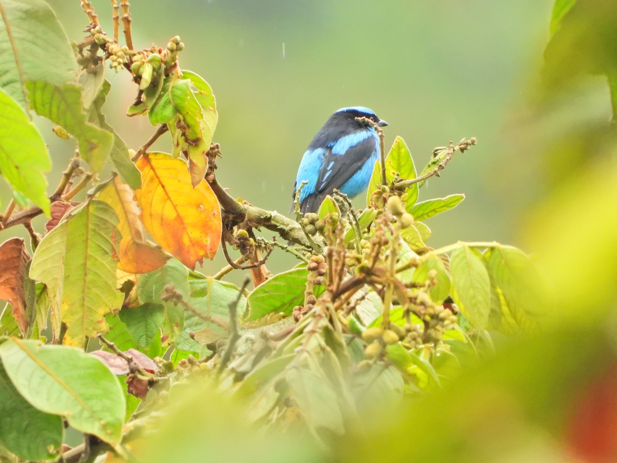 Turquoise Dacnis - ML646086703