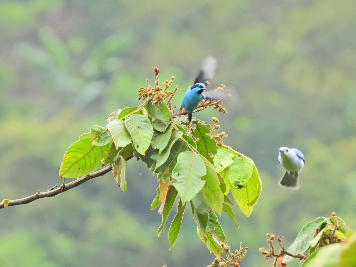 Turquoise Dacnis - ML646086704