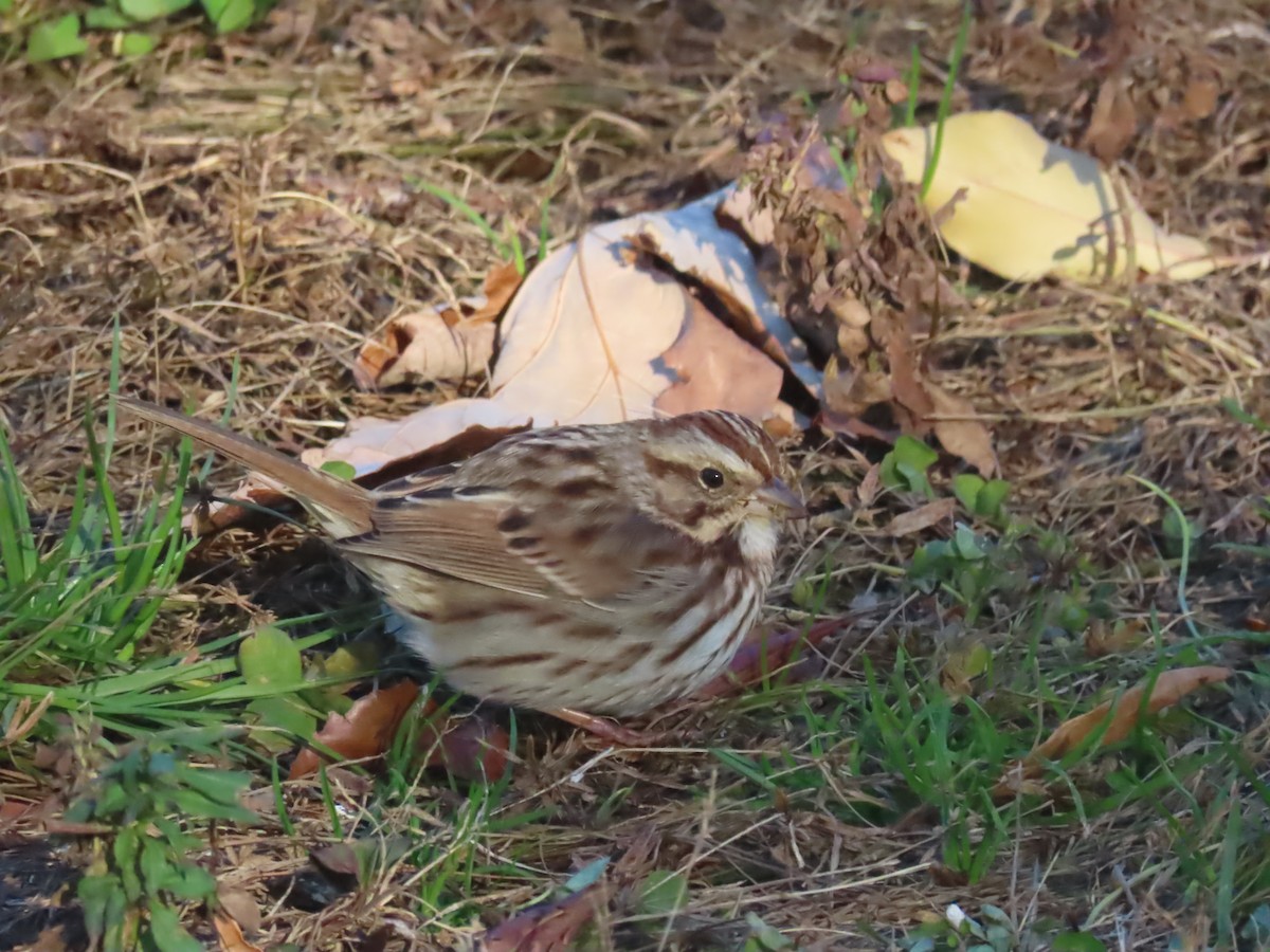 Song Sparrow - ML646086705