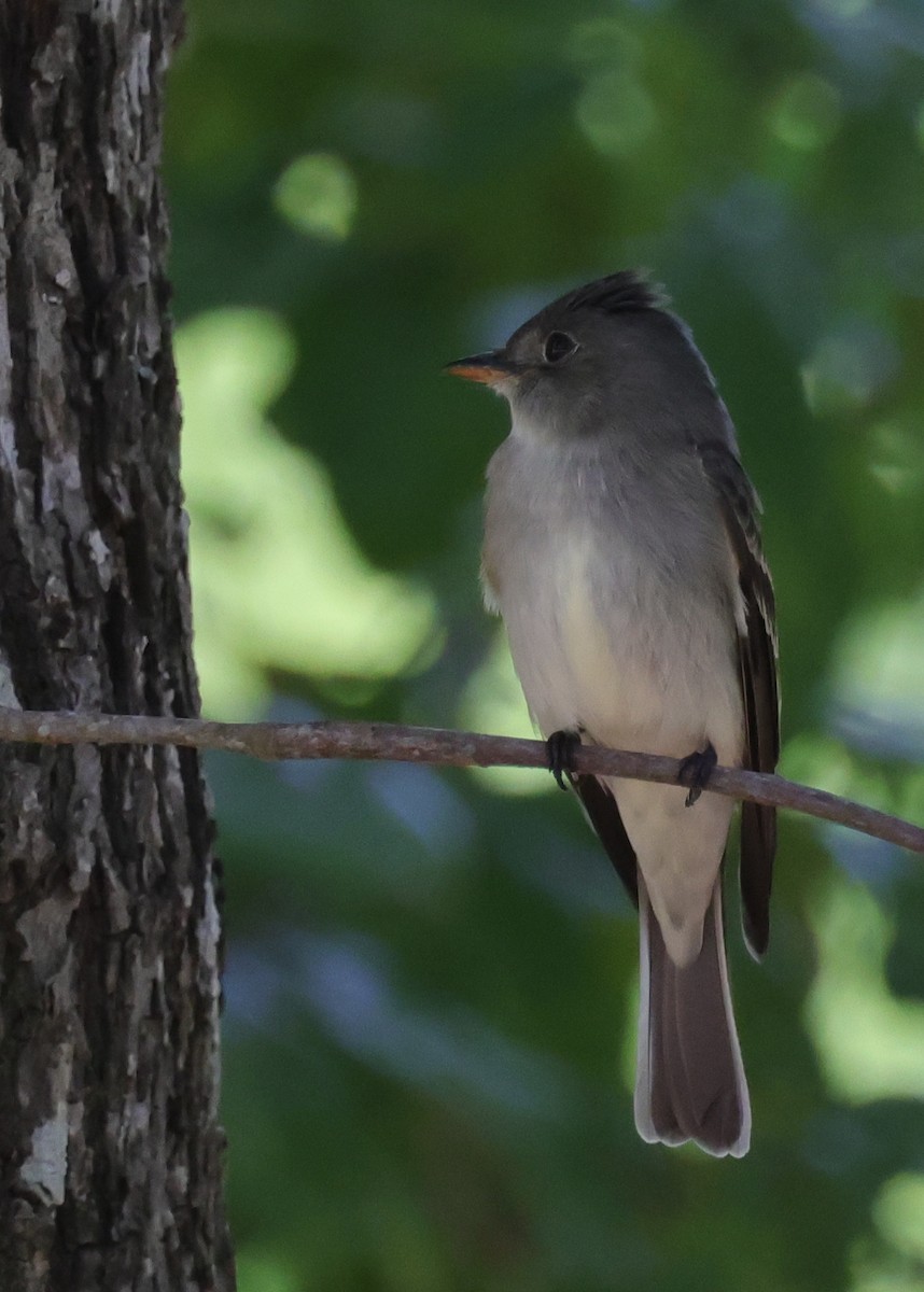 Pibí Oriental - ML646086706