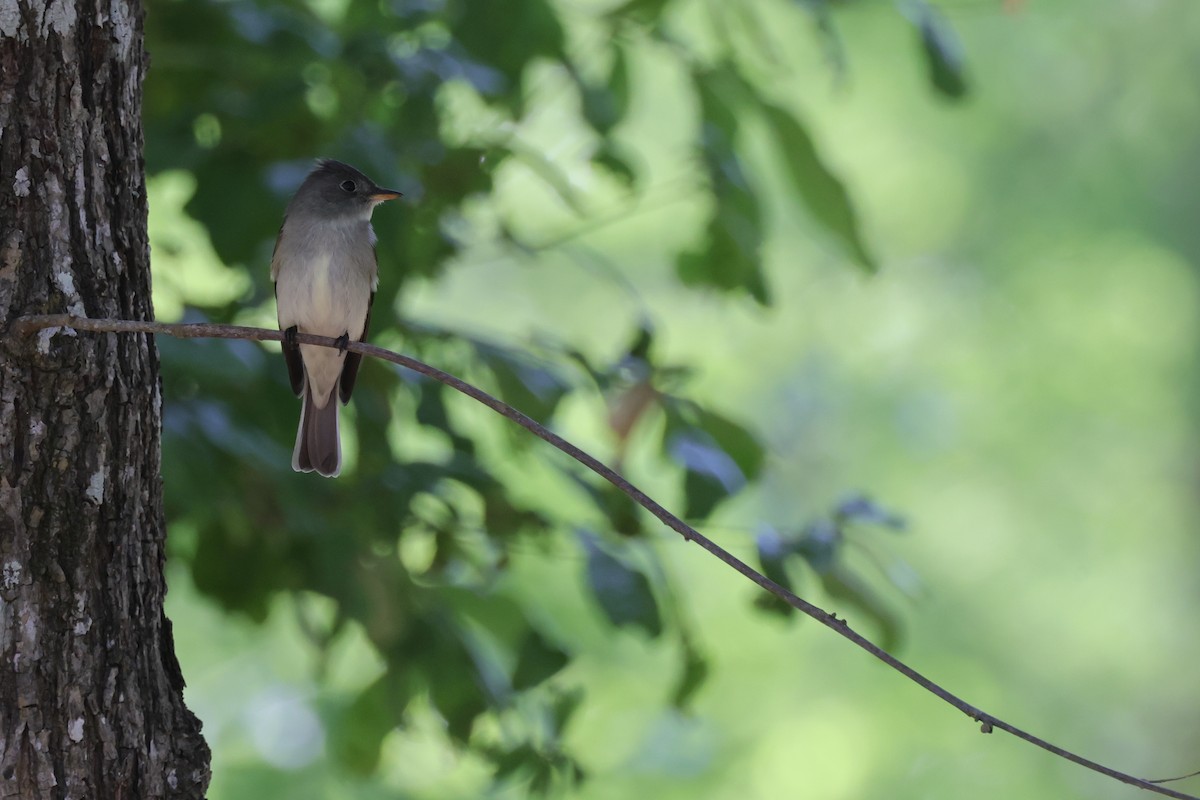 Pibí Oriental - ML646086711