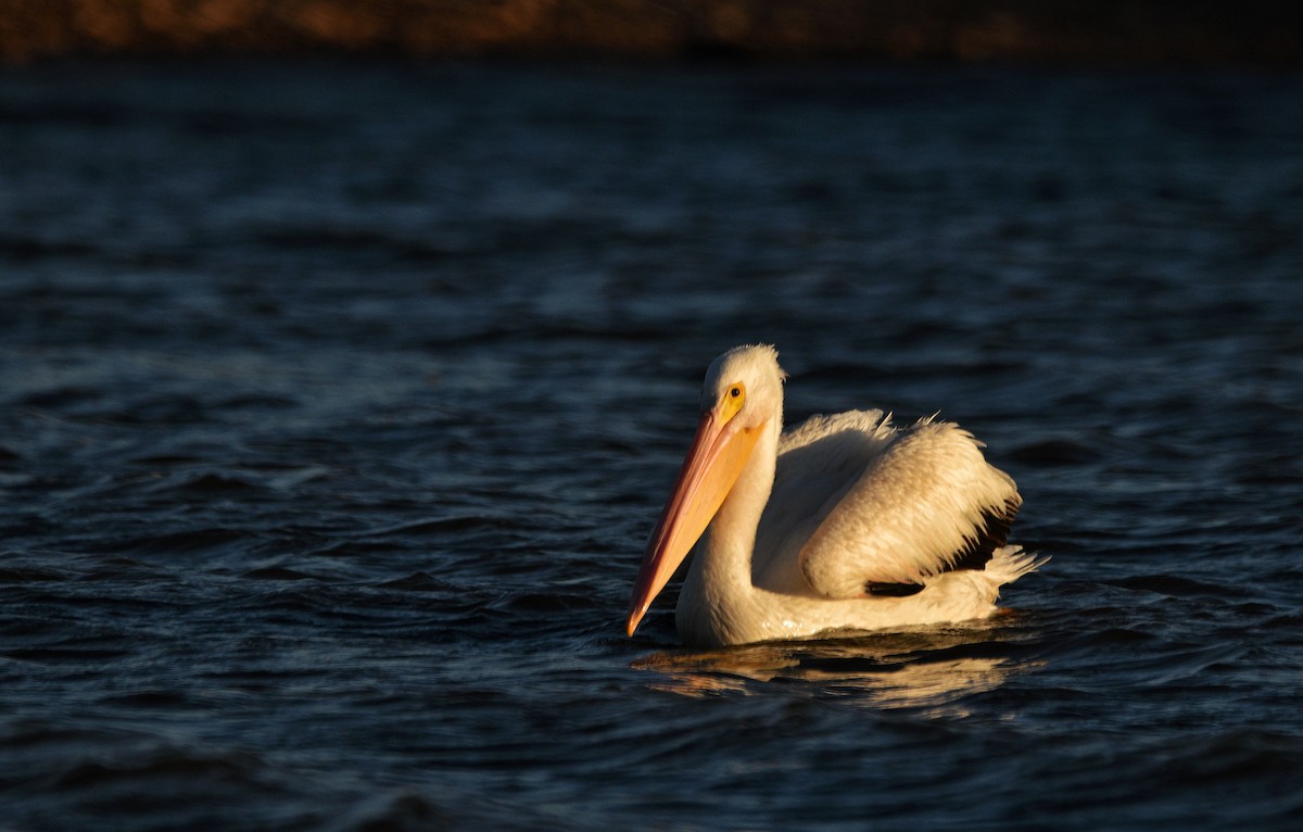 pelikán severoamerický - ML646086712