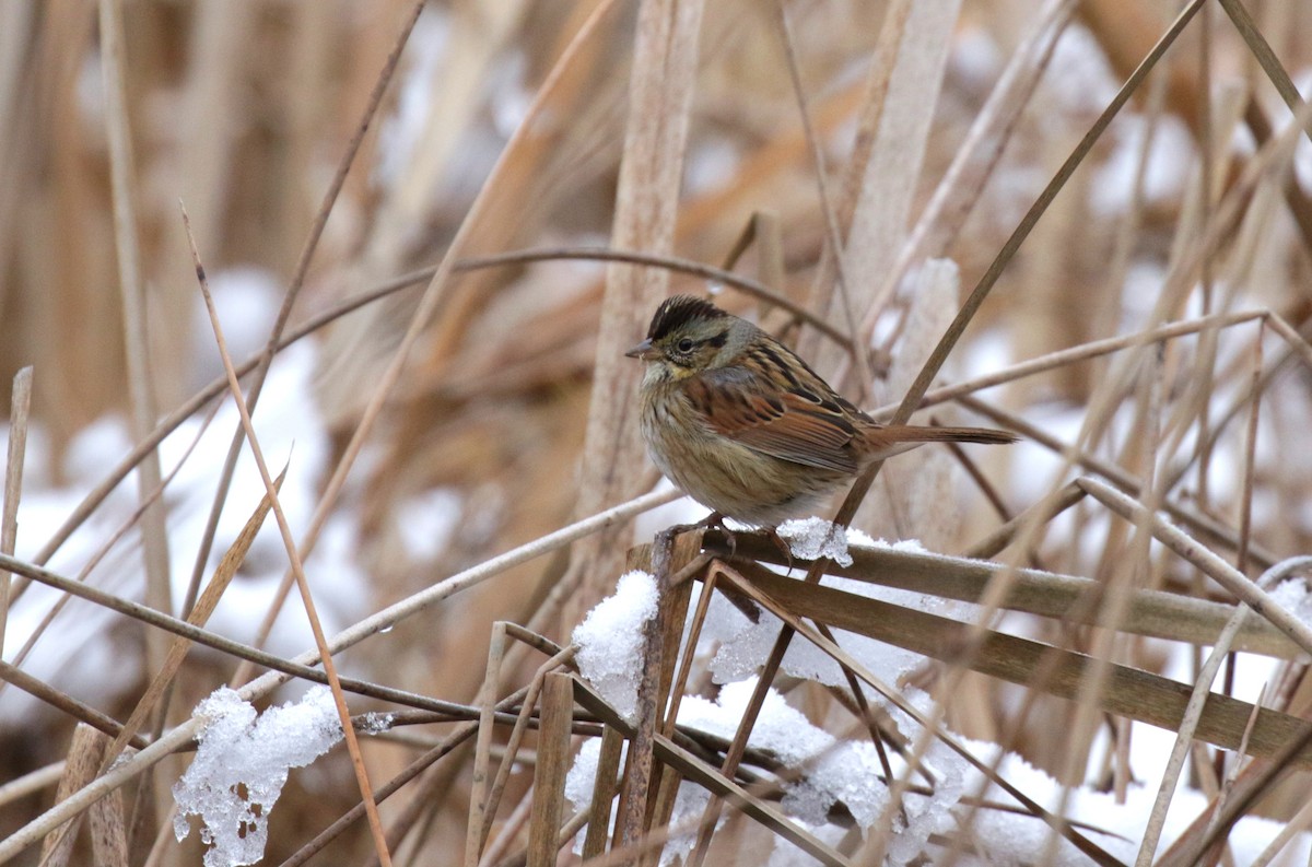 Swamp Sparrow - ML646086713
