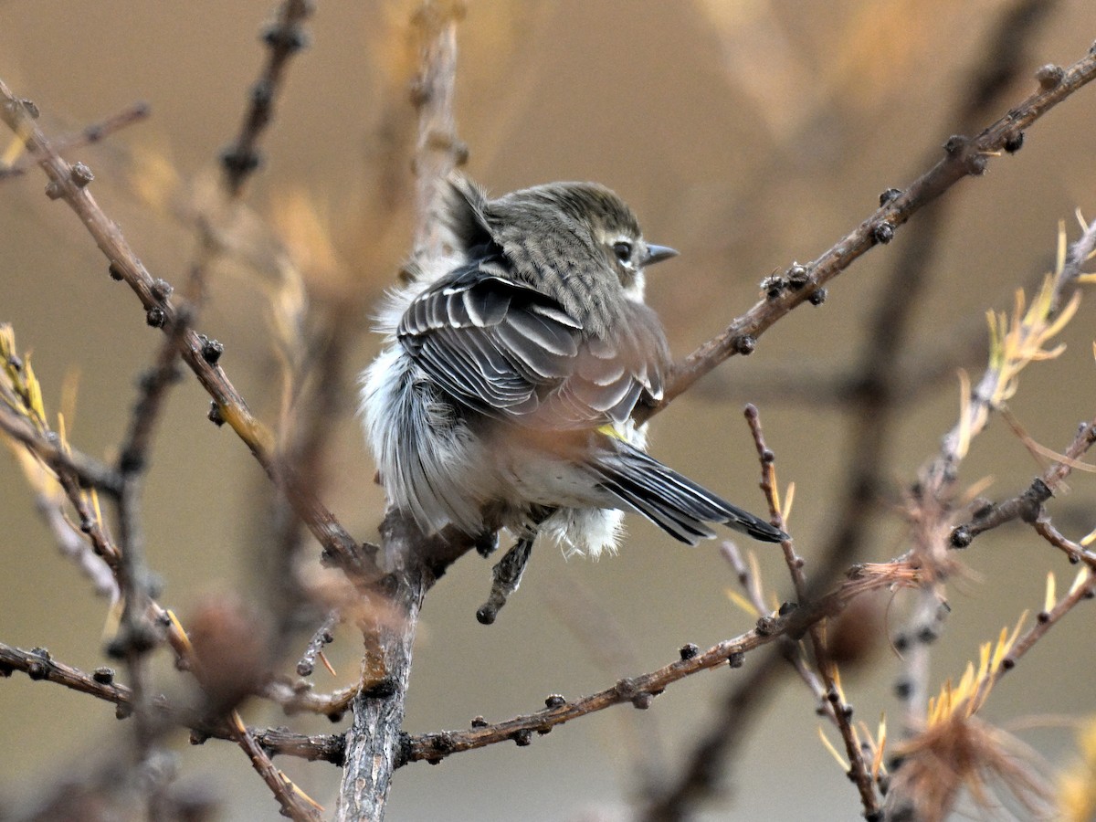 Kronenwaldsänger - ML646086726