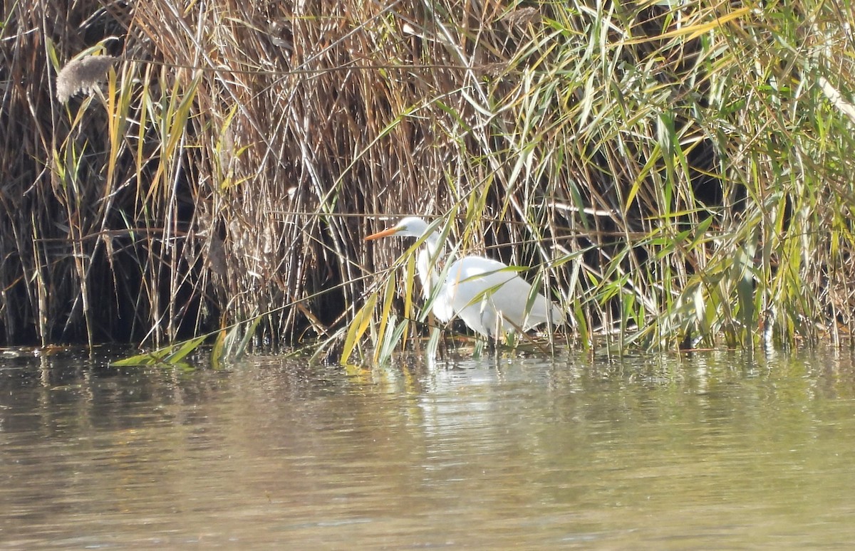 Great Egret - ML646086727