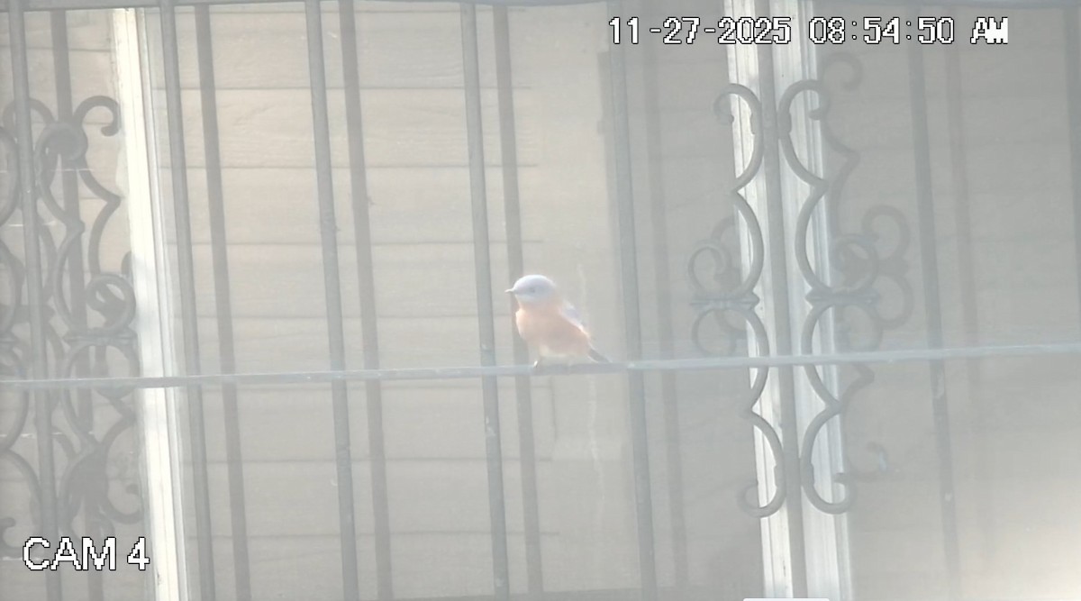 Блакитник східний - ML646086732