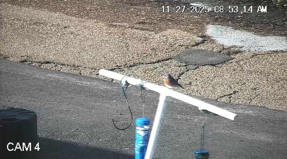 Блакитник східний - ML646086733