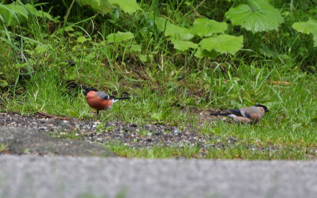 Снігур звичайний - ML646086734