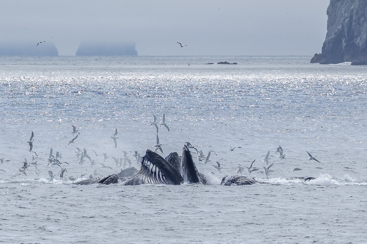 Мартин берингійський - ML646086735