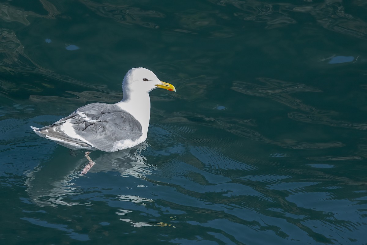 Мартин берингійський - ML646086736