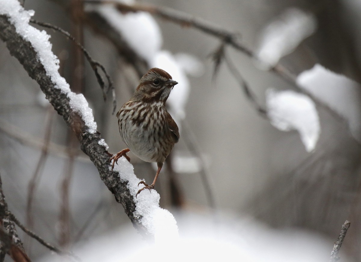Пасовка співоча - ML646086739