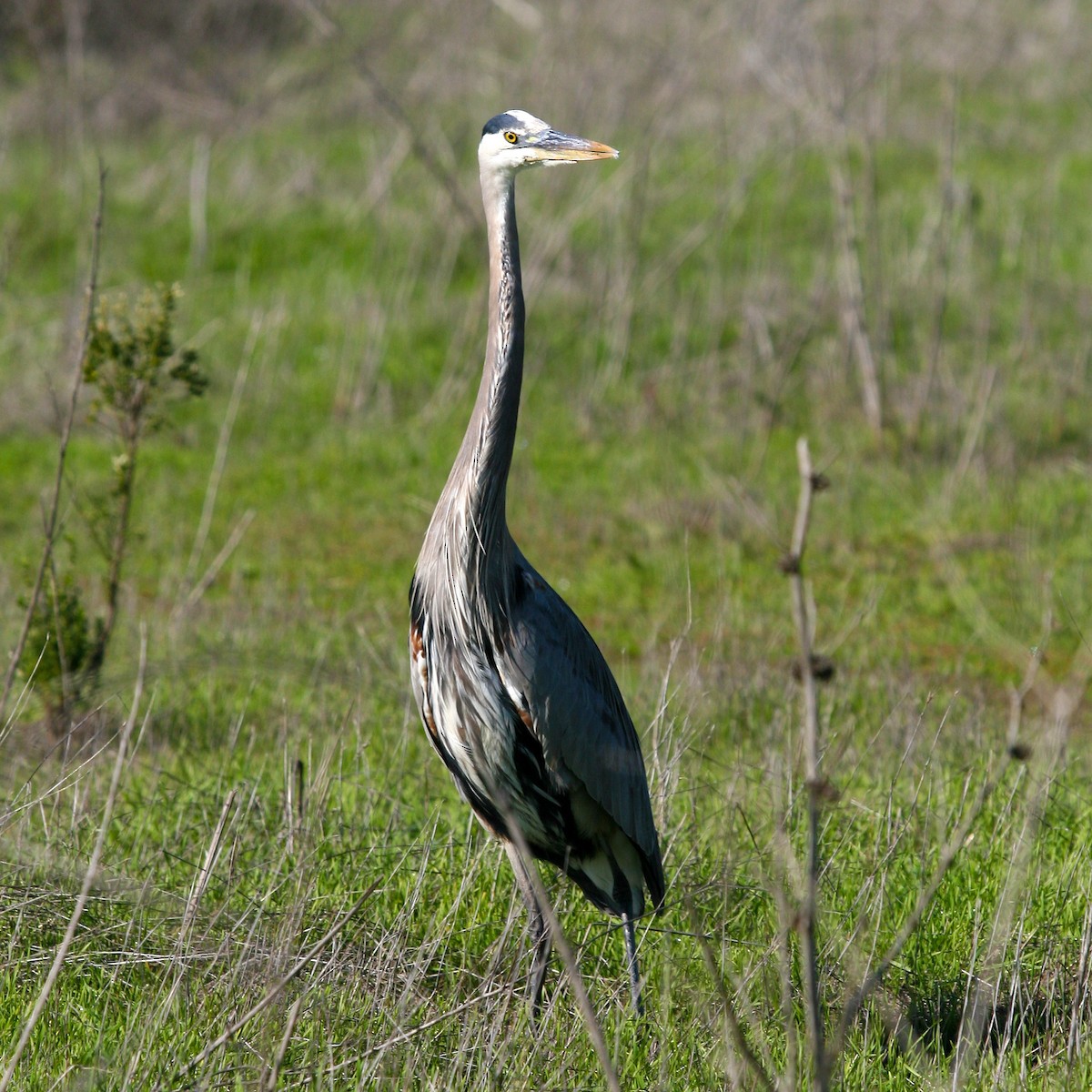 Чапля північна - ML646086740