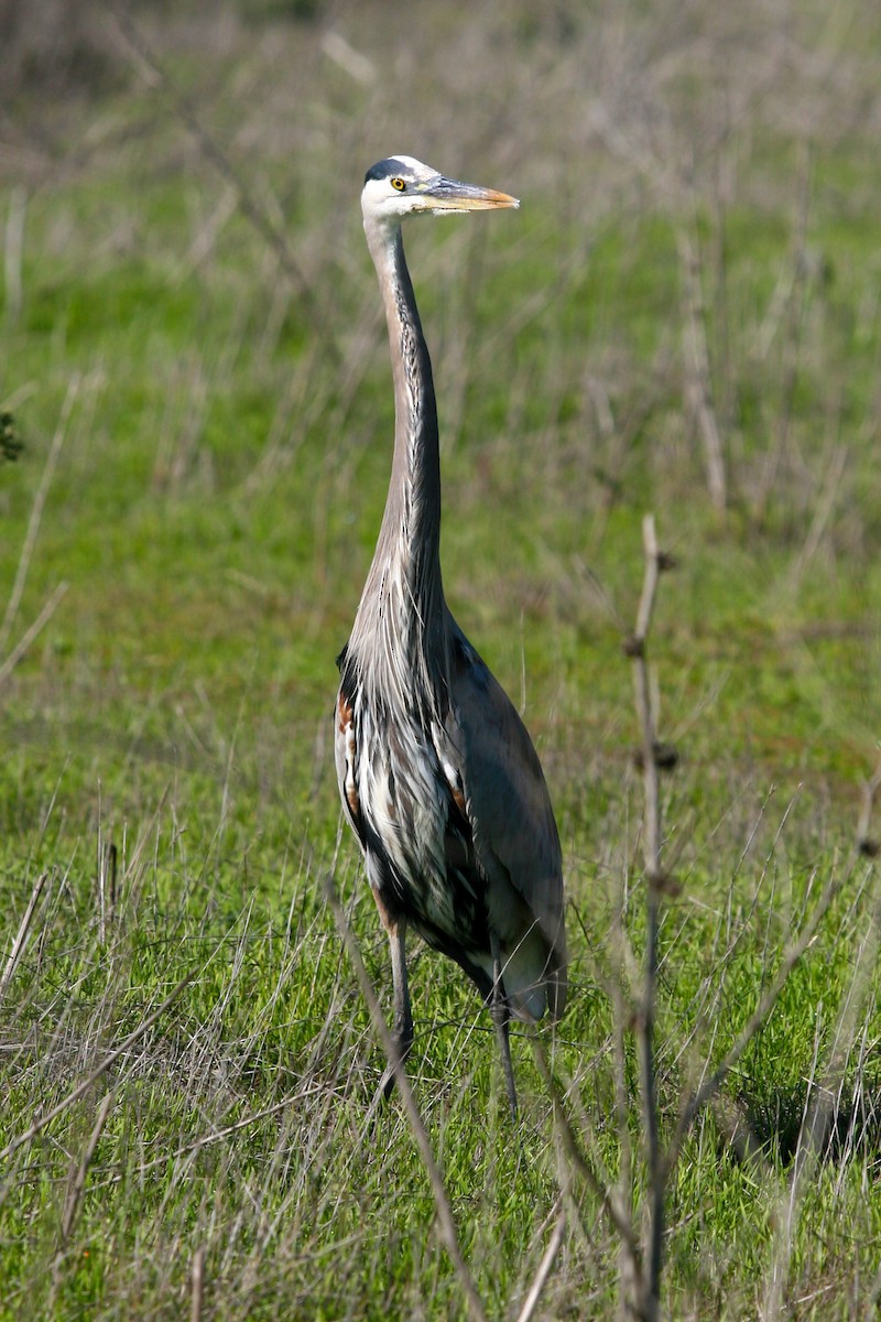 Чапля північна - ML646086741