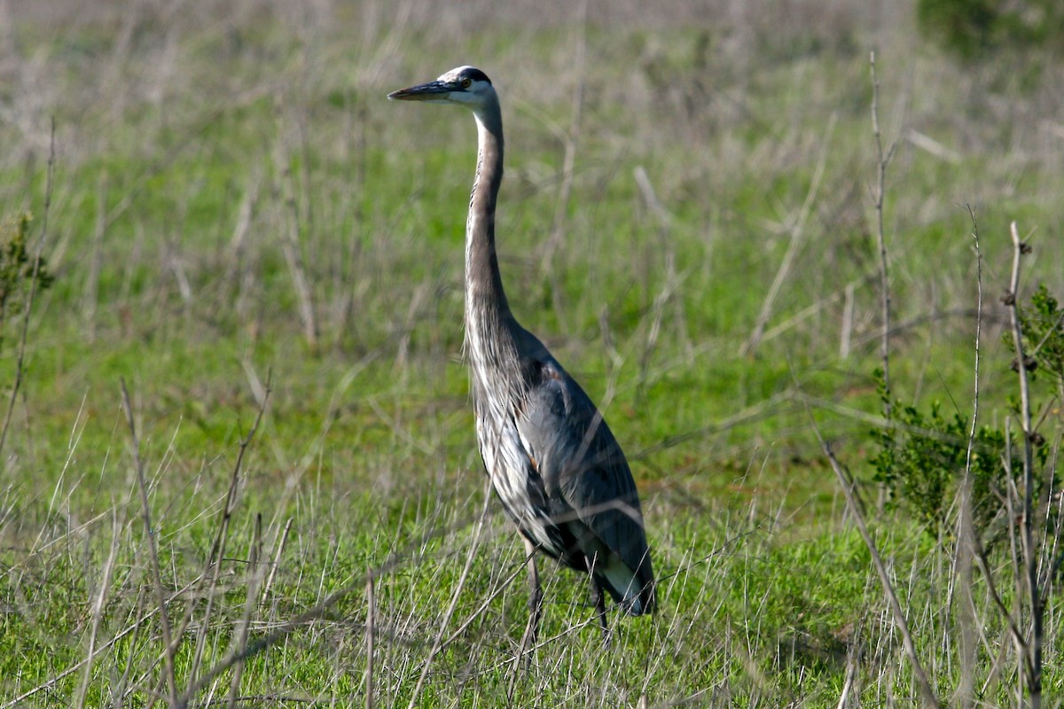 Чапля північна - ML646086742