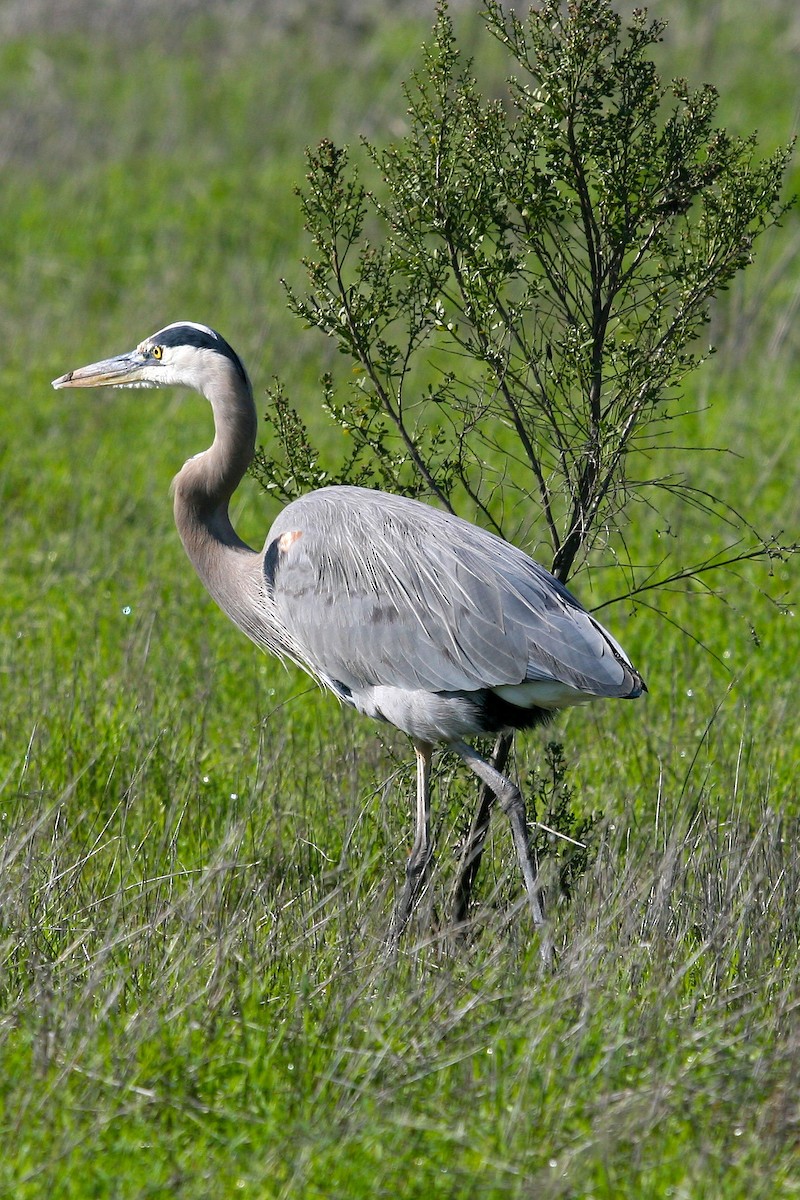 Чапля північна - ML646086743