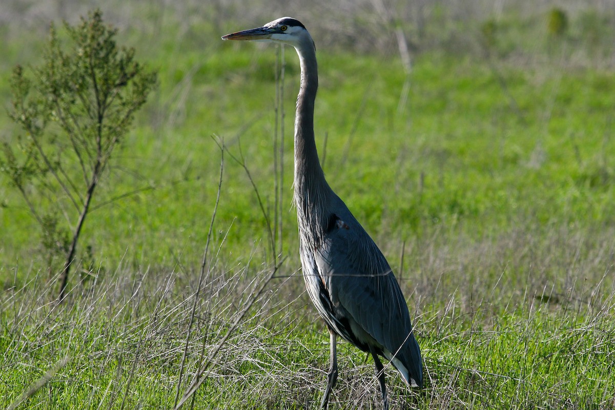 Чапля північна - ML646086744