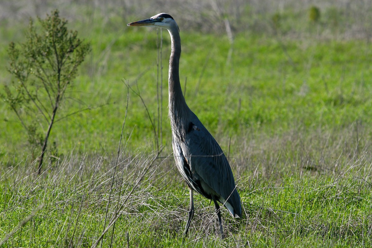 Чапля північна - ML646086745