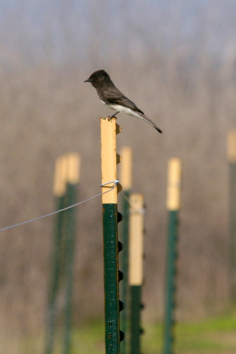 Феб чорний - ML646086746