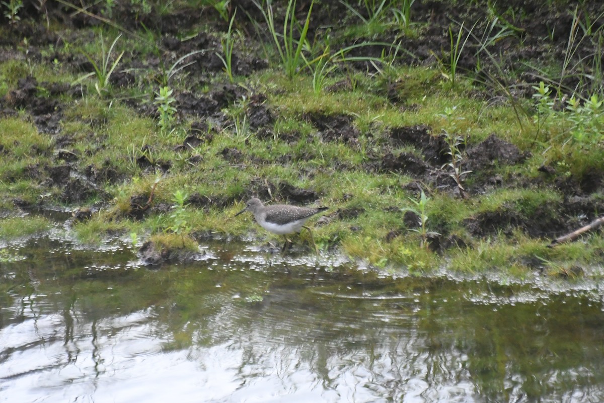 Коловодник малий - ML646086748