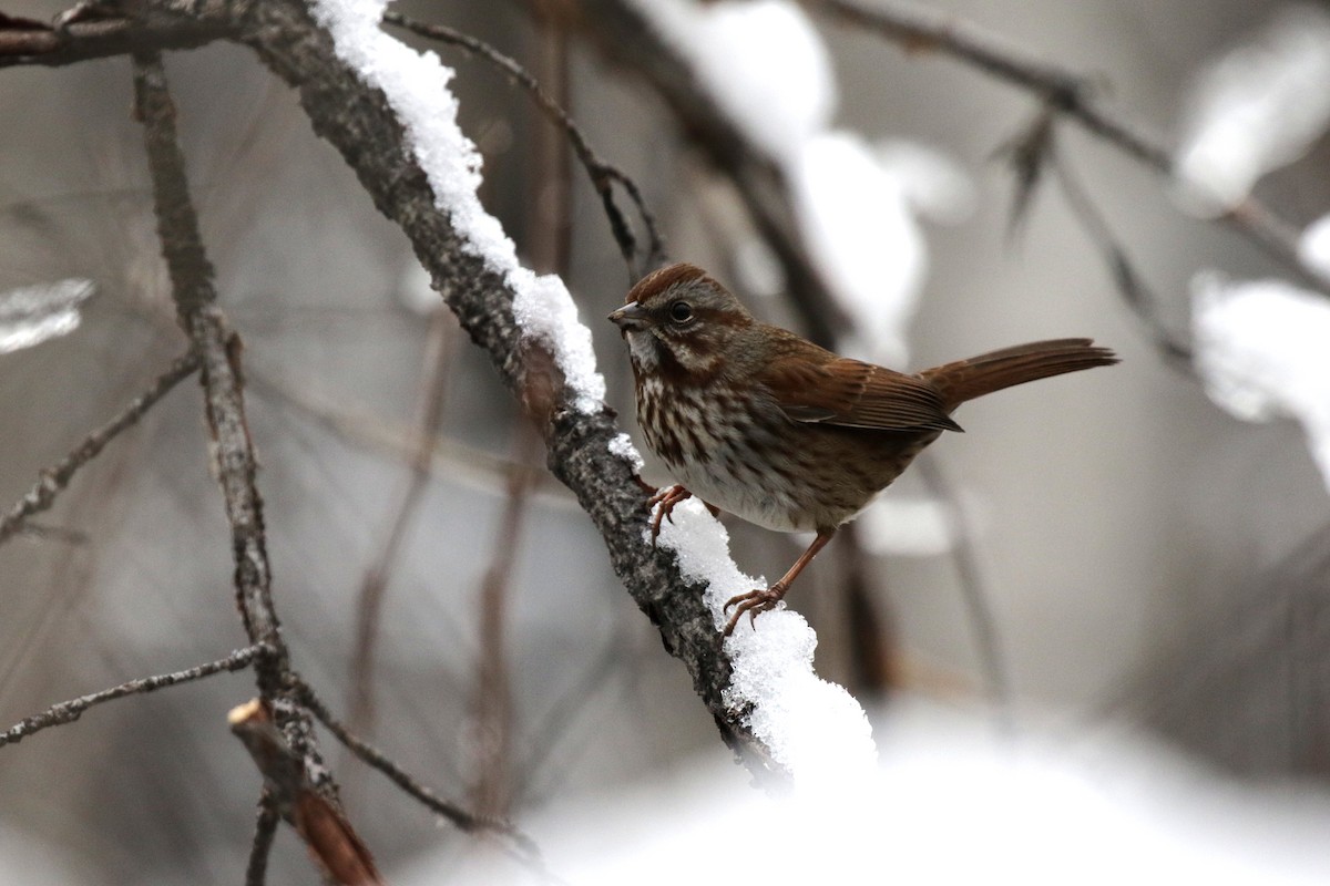 Пасовка співоча - ML646086749