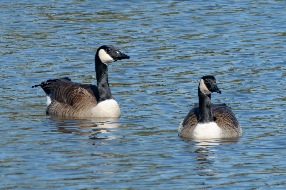 Казарка канадська - ML646086751