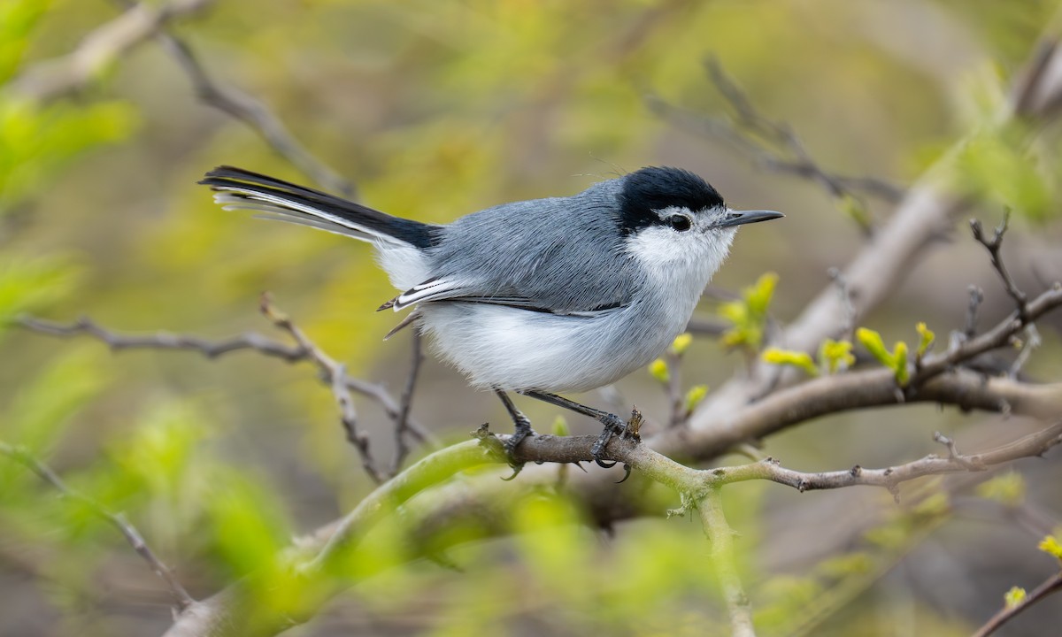 Marañon Gnatcatcher - ML646086752