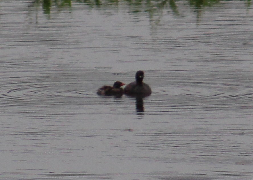 Пірникоза мала - ML646086753