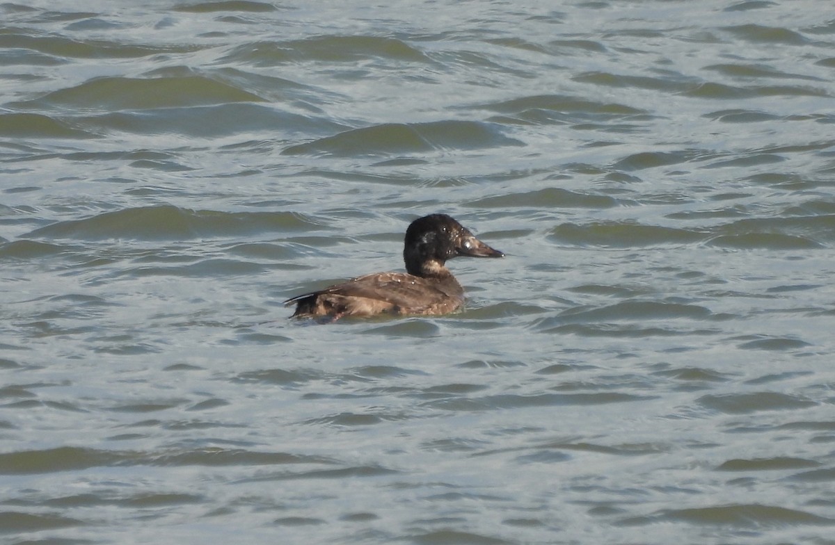 Турпан білолобий - ML646086754