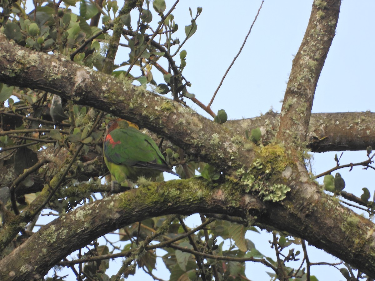 Амазон-карлик вогнистоголовий - ML646086755