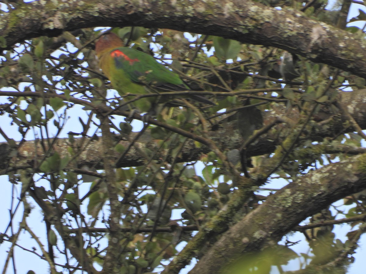 Амазон-карлик вогнистоголовий - ML646086756