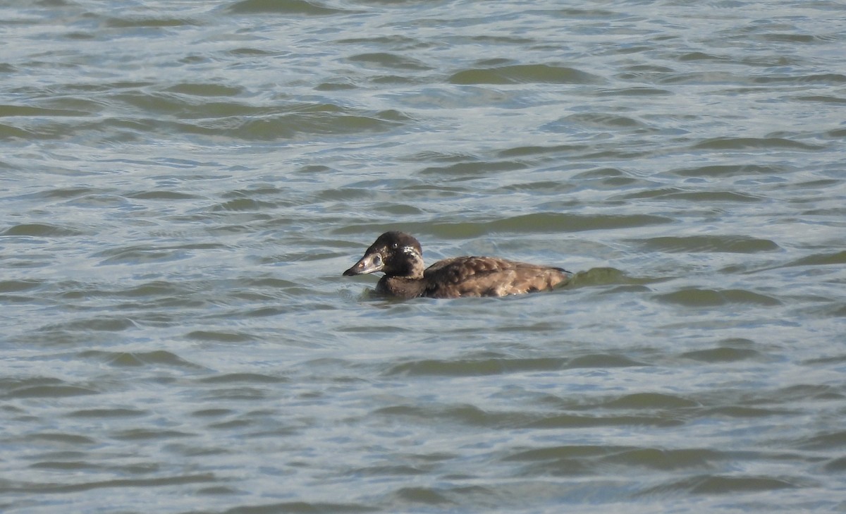 Турпан білолобий - ML646086757