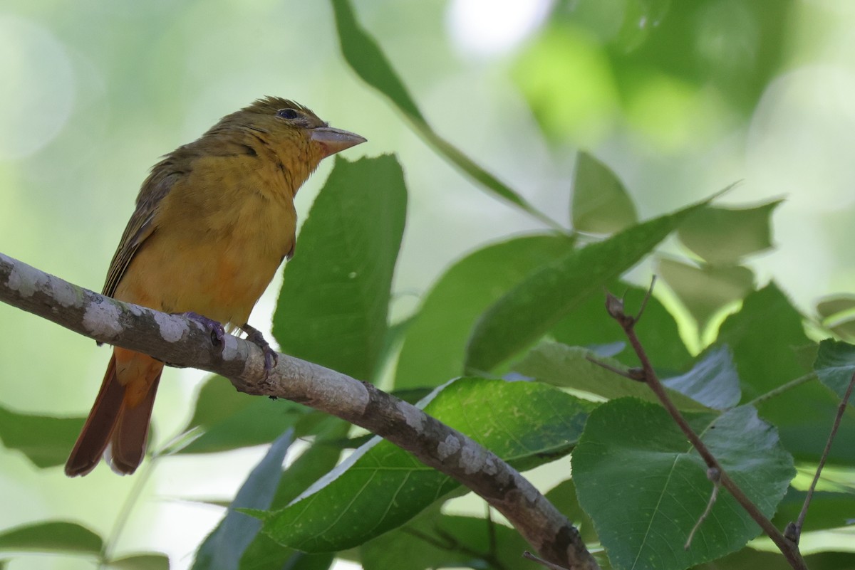 Піранга пломениста - ML646086759