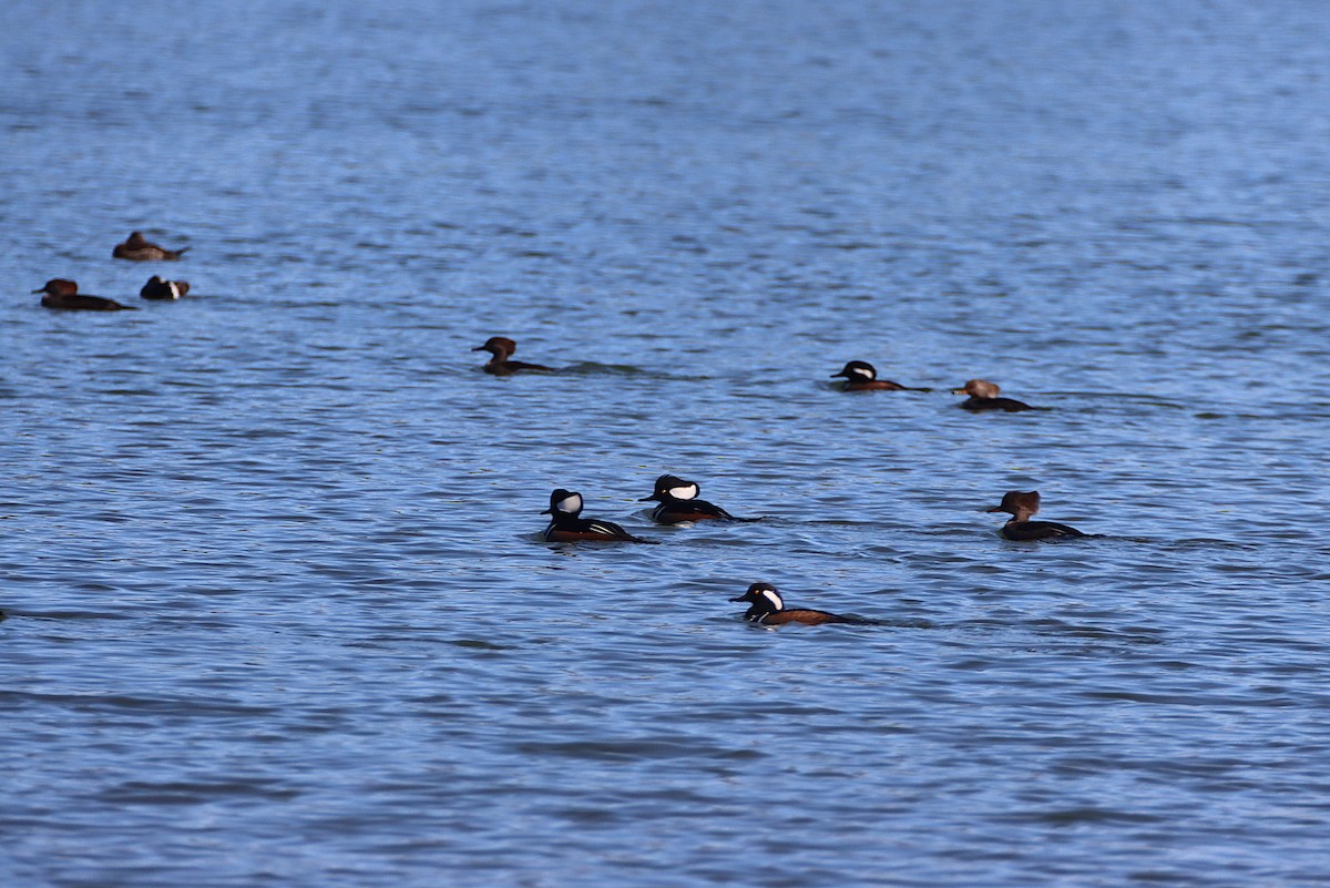 Hooded Merganser - ML646086760