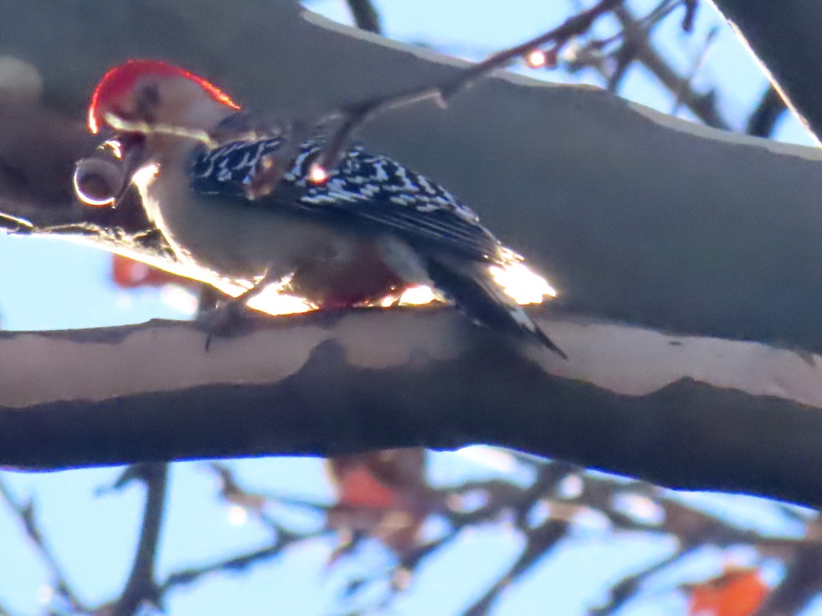 Гіла каролінська - ML646086761