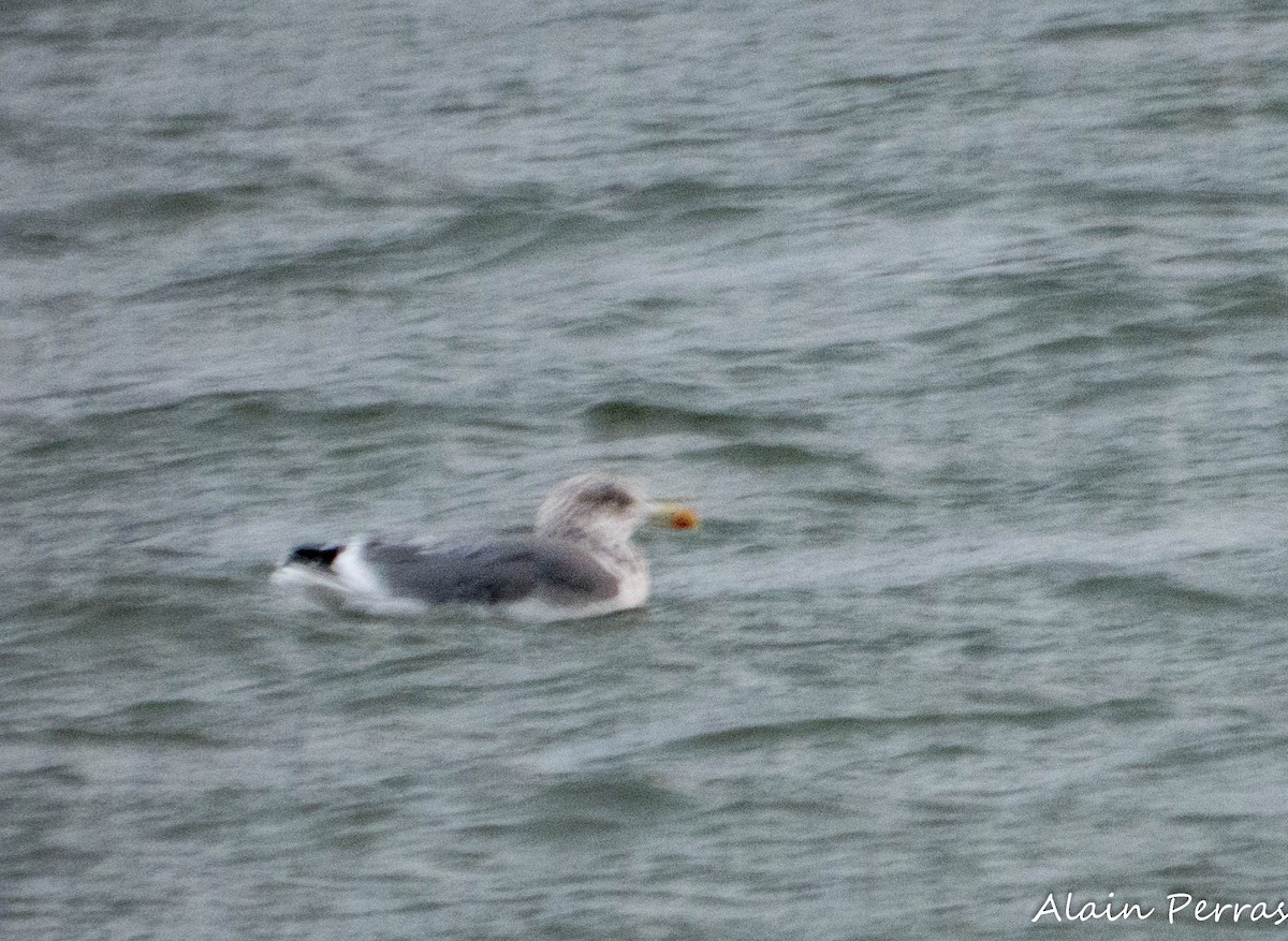 American Herring x Lesser Black-backed Gull (hybrid) - ML646086762
