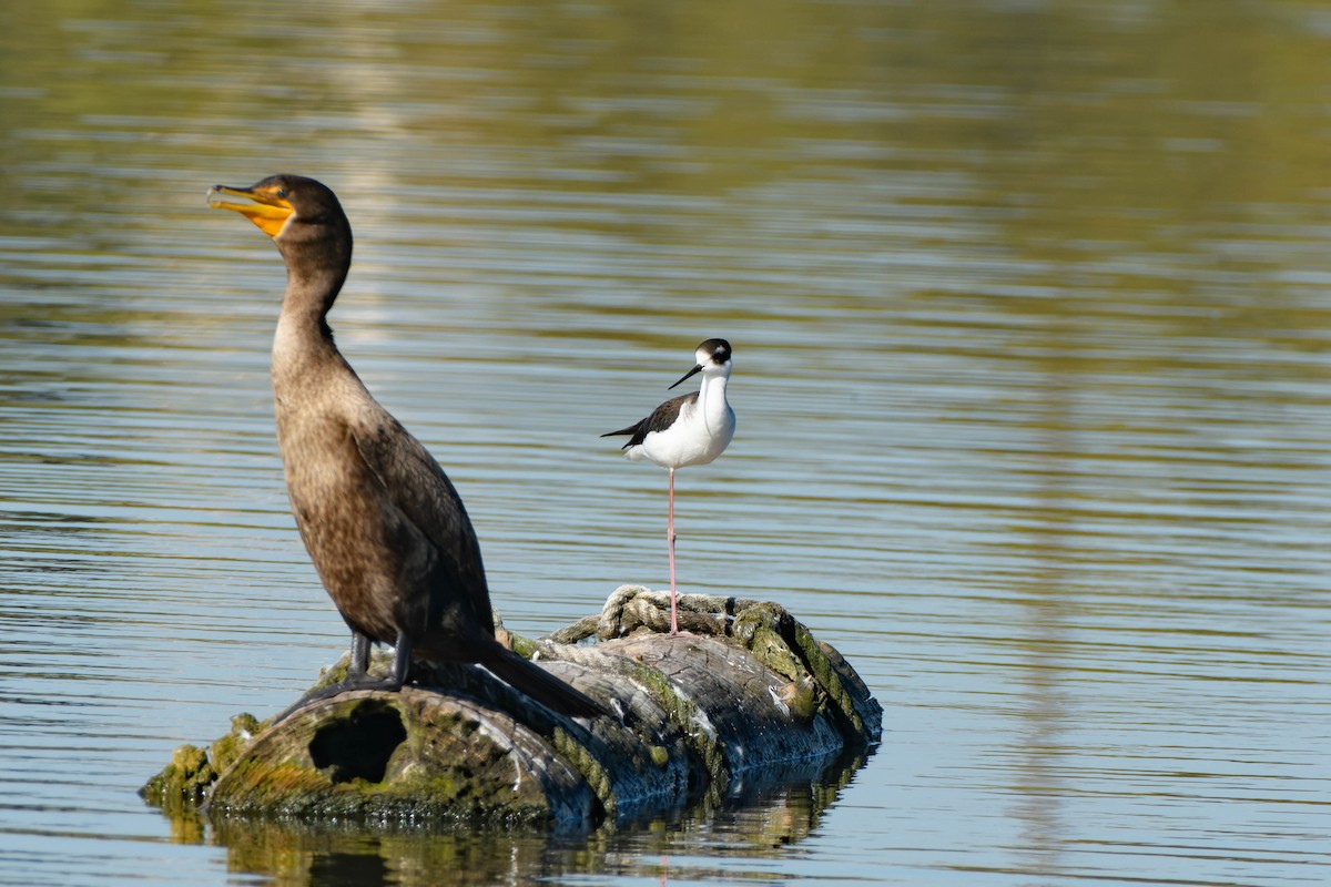 Кулик-довгоніг американський - ML646086763