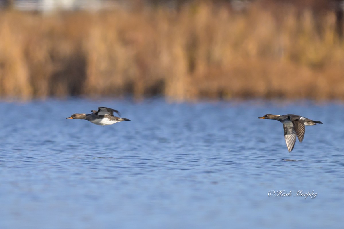 Крех жовтоокий - ML646086766