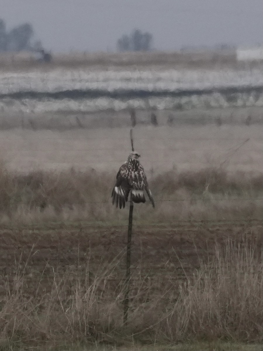 Rough-legged Hawk - ML646086767