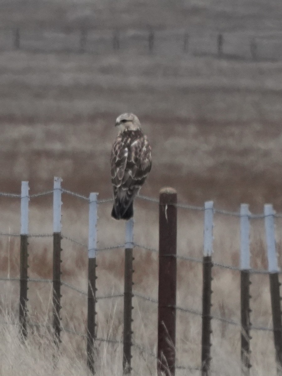 Rough-legged Hawk - ML646086768