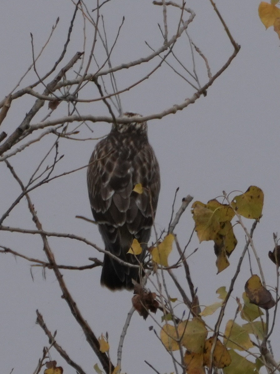 Rough-legged Hawk - ML646086769